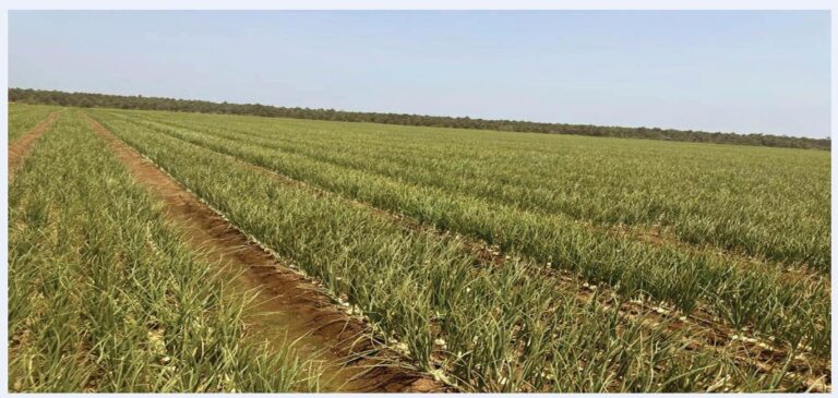Pee Cee Holdings onion farm to produce over 40,000 tonnes per year – World Bank